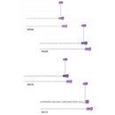 Flocare PUR ENFit Naso-Gastric (NG) Tube Ch10 110cm | Carton of 10